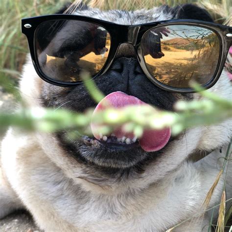 Being A Pug Can Be Risky Business Tomcruise Pug Edgy Puglife