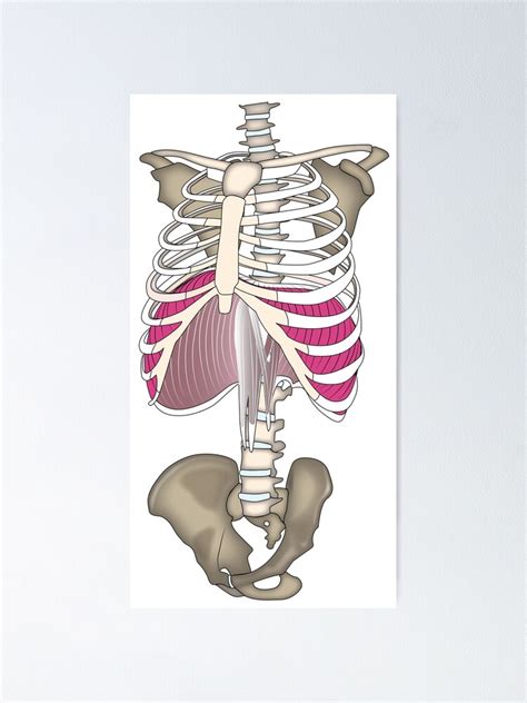 Depending on the cause, it might feel sharp and. Picture Of What Is Under Your Rib Cage : Rib Cage Pictures ...