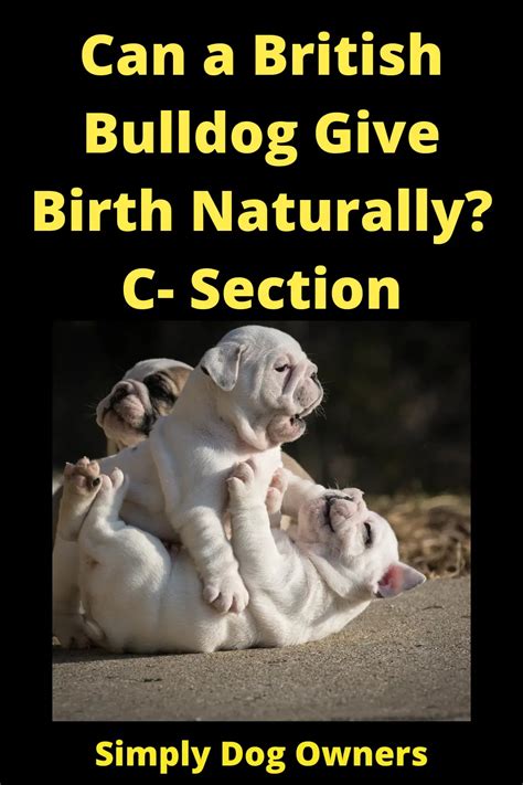 Can English Bulldogs Give Birth Naturally C Section Simplydogowners