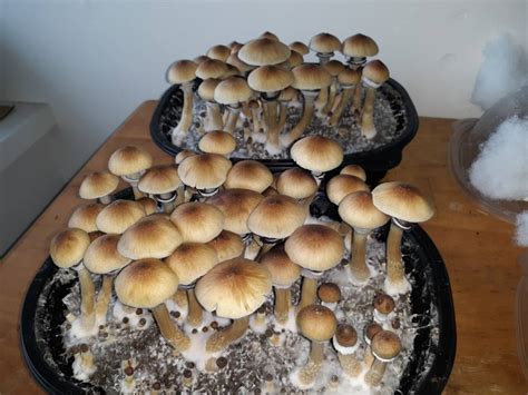 Want Something Between Cakes And Dub Tub Page 2 Fungi Magic Mushrooms Mycotopia