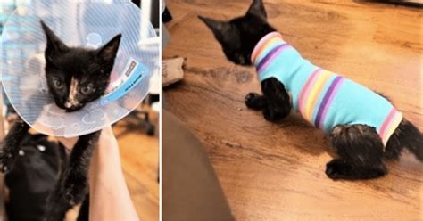Kittens as young as 8 weeks old can be spayed or neutered, although some veterinarians recommend the procedure the aspca once has an ad campaign, saying 4 months is a good time to get your kitten neutered/spayed. Make This Adorable DIY Sock Onesie For Your Kitten