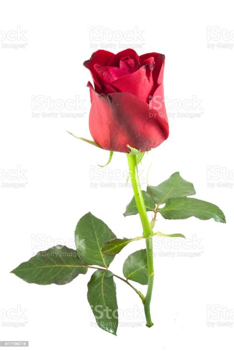 Red Rose Isolated On White Background Stock Photo Download Image Now