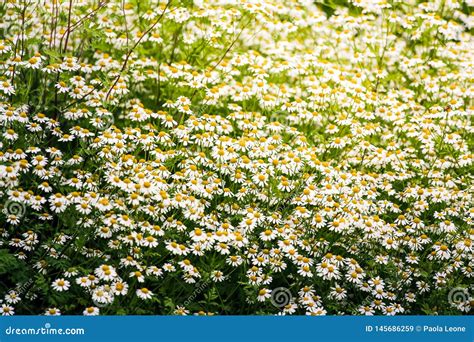 Beautiful Daisies In A Meadow Spring Background And Natural Pattern
