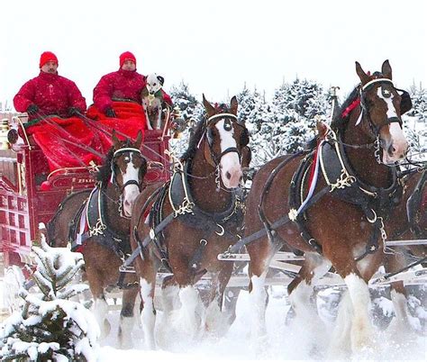 The Budweiser Clydesdales Arguably Some The Most Famous Horses In The