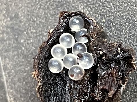 Small Clear Balls Are They Eggs — Bbc Gardeners World Magazine