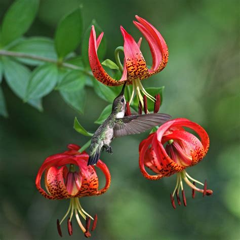 Maybe you would like to learn more about one of these? Lilium pyrophilum - North Carolina Sandhills Gamelands ...