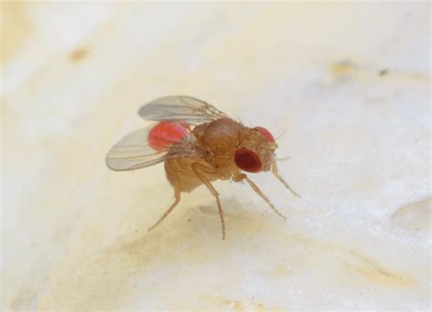 Is That A Fruit Fly Or A Phorid Fly
