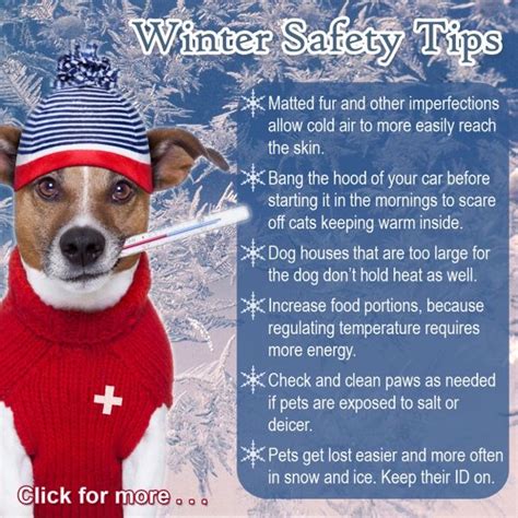 Keep Your Pets Safe This Winter By Viewing The Tips On This Photo Tap