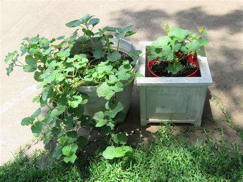Growing Melon Plants In Containers Food Gardening Network