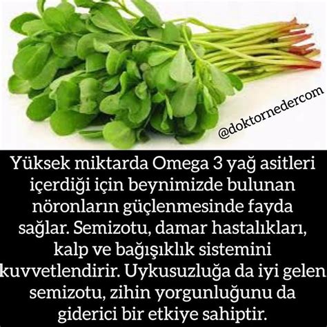 Pin By Türkan Gülsen On Sağlik Herbs Celery Instagram Posts