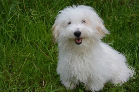 Coton De Tulear Breed Guide Info Pictures Care And More Pet Keen