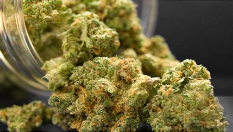 The Best High Yielding Cannabis Strains For Maximum Yields Canadacannabisdispensary