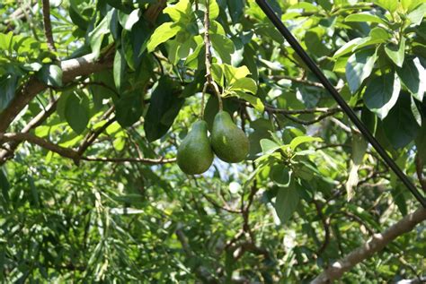 An avocado plant's leaves, bark, and fruit contain a toxin called persin. Planting and Caring Tips for your Avocado Tree | Edison ...
