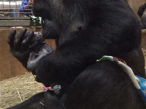 Video Captures Wonderful Moment Of Mother Gorilla Holding Her Newborn