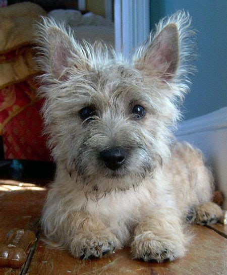 White Cairn Terrier Photos All Recommendation