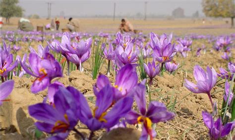 Saffron Leaves Buy Saffron Leaves In Srinagar Jammu And Kashmir India