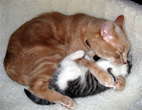 Cat Cuddle Really Cute Pets And Animals