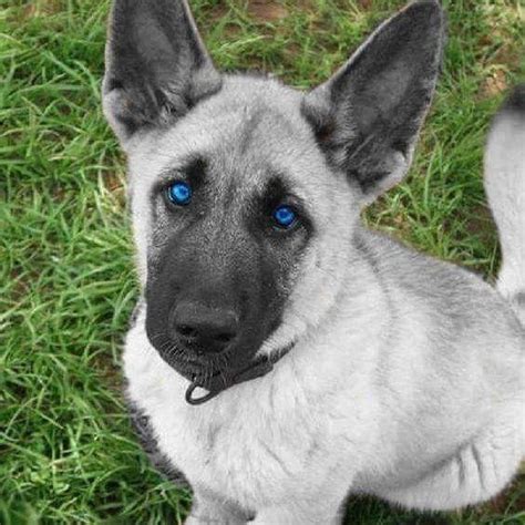 Blue sable german shepherd dog. Gorgeous silver German Shepherd Puppy by @guven_gugercin ...