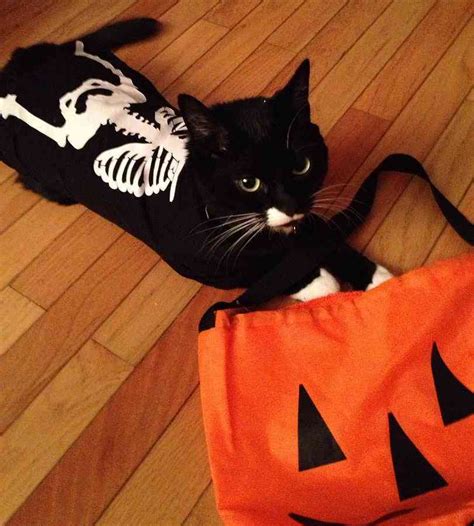 Disfraces De Halloween Para Perros Y Gatos ¡súper Divertidos