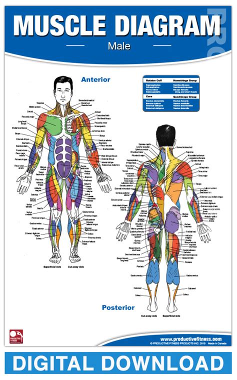Digital Male Muscle Diagram Productive Fitness