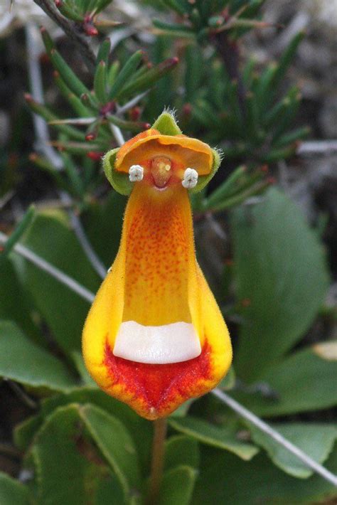 The Happy Alien Flower Also Known As Calceolaria Uniflora Rgardening