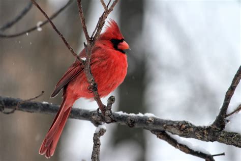 15 Photos Of Wildlife In Indiana That Will Drop Your Jaw