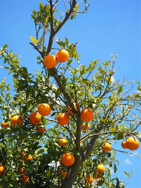 Wallpaper Orange Tree Gudang Gambar