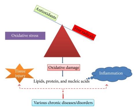 Oxidative Stress And Inflammation Imbalance Of Antioxidants And Free