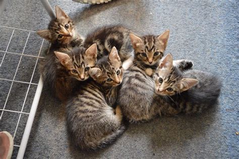 5 tabby kittens for sale | in Leyton, London | Gumtree