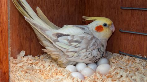 What To Do When Parrot Lays An Egg Complete Guide On It