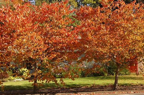 Cercis Canadensis Forest Pansy Fall Color Landscaping Plants