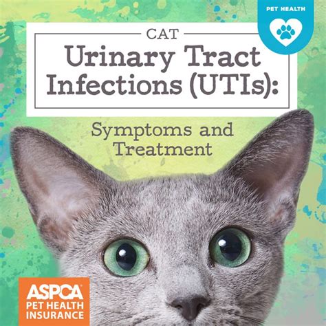 Cat Urinary Tract Infections UTIs Symptoms And Treatment Cat Uti Urinary Tract Infection