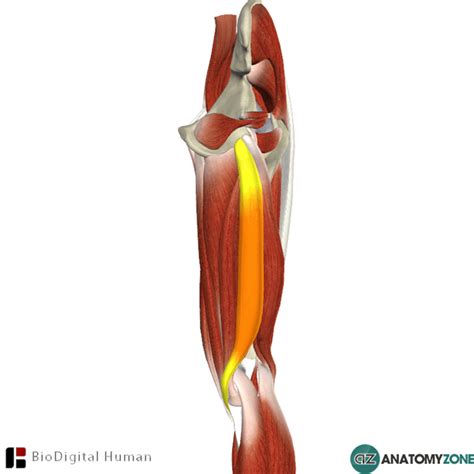 Semitendinosus • Muscular Musculoskeletal • Anatomyzone