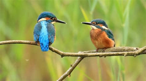 Eight Facts About Kingfishers Scottish Wildlife Trust