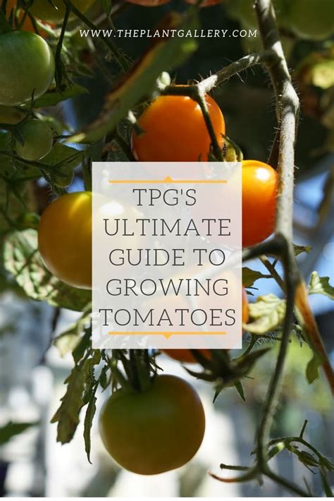 Tpgs Ultimate Guide To Growing Tomatoes The Plant Gallery Growing