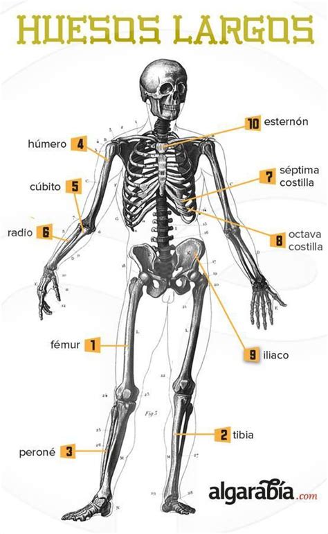 Los Huesos Más Largos Del Cuerpo Anatomia Humana Huesos Anatomía