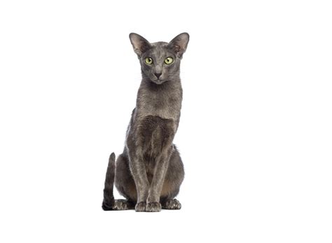 Oriental Shorthair Cat Breed Characteristics Behavior Care And Health