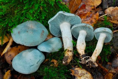 10 Beautiful Photos Of Wild Edible Mushrooms Food And Discovery Kcet