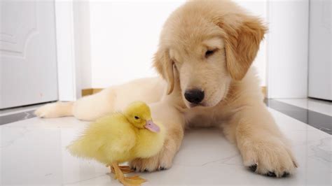 Golden Retriever Puppy Is Confused When Seeing Duckling For The First