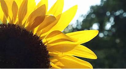 Sunflower Field Reblog