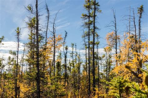 Boreal Forest In The Fall Tulita Northwest Territories Canada