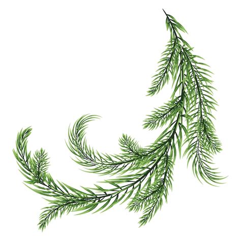 Premium Vector Fir Branch Isolated On White Background