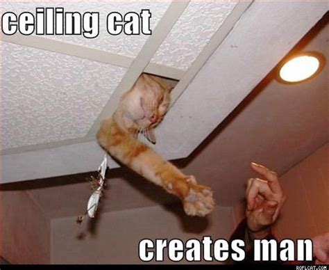 Pin By Cole On Basement Cat Vs Ceiling Cat Cats Basement Cat Silly Cats