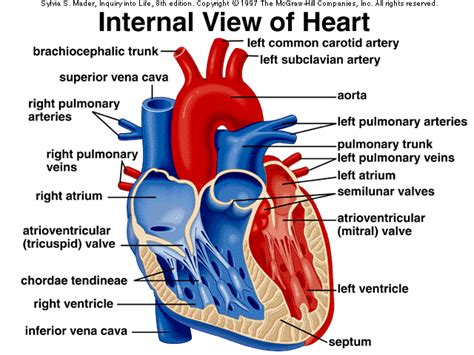 Cardiovascular Visuals Human Heart Diagram Heart Diagram Human