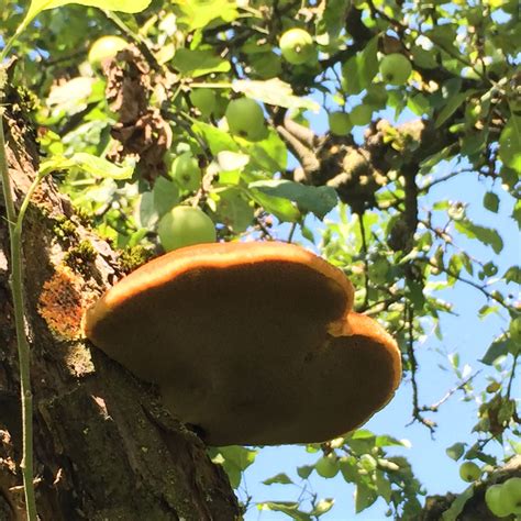 Jay apfelbaum, american bridge player. Um was für einen Pilz handelt es sich? Pilz an Apfelbaum ...