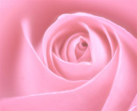 Free Soft Pink Rose Stock Photo