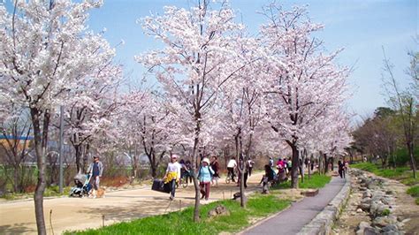 Jinhae cherry blossom festival is the largest cherry blossom festival in korea. Enjoy spring blossom roads in Seoul | Stripes Korea