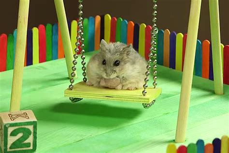 Hamster Playing On Tiny Play Ground Will Break The Internet