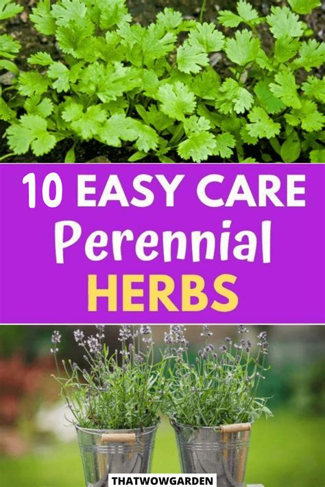 10 Perennial Herbs You Can Plant Once And Enjoy For Years Thatwowgarden