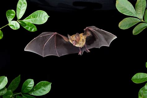 Frog Eater Bat Conservation International